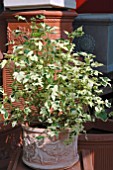 ABUTILON VARIEGATA IN CONTAINER