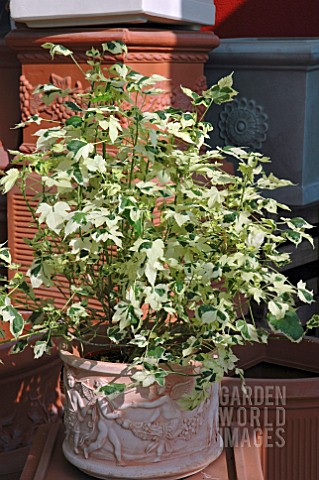 ABUTILON_VARIEGATA_IN_CONTAINER