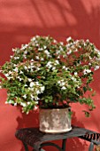 ABELIA GRANDIFLORA IN CONTAINER RED BACKGROUND