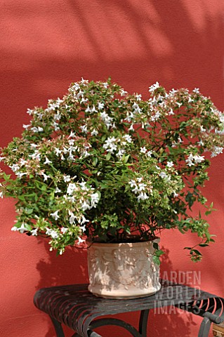 ABELIA_GRANDIFLORA_IN_CONTAINER_RED_BACKGROUND