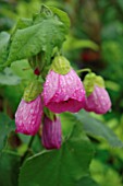 ABUTILON VIOLETT