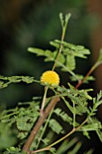 ACACIA FARNESIANA