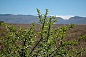 ACACIA KAROO