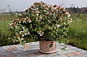 ABELIA GRANDIFLORA ON PATIO WITH NATURAL BACKGROUND