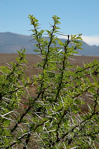 ACACIA_KAROO