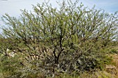 ACACIA KAROO