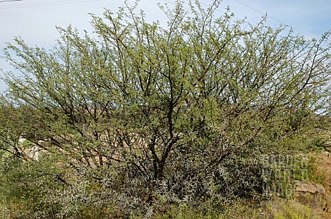 ACACIA_KAROO