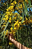 ACACIA LONGIFOLIA