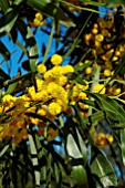 ACACIA LONGIFOLIA