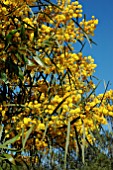 ACACIA LONGIFOLIA