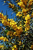 ACACIA LONGIFOLIA