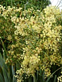 ACACIA RETINODES,  WAFER WATTLE