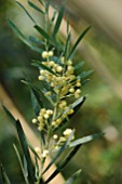 ACACIA RETINODES,  WAFER WATTLE