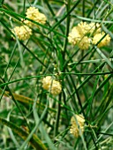 ACACIA RETINODES,  WAFER WATTLE