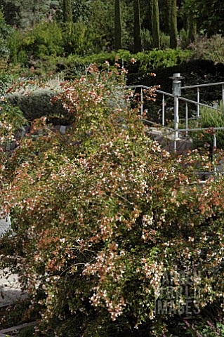 ABELIA_x_GRANDIFLORA_AGM