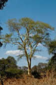 ACACIA XANTHOPHLOEA