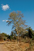 ACACIA XANTHOPHLOEA