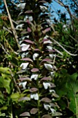 ACANTHUS MOLLIS (BEARS BREECHES)