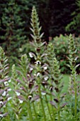 ACANTHUS MOLLIS HOLENHEIM