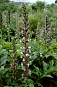 ACANTHUS MOLLIS HOLENHEIM