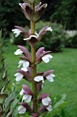 ACANTHUS MOLLIS HOLENHEIM