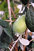 ACCA SELLOWIANA FRUIT,  (PINEAPPLE GUAVA)