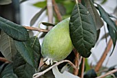 ACCA SELLOWIANA FRUIT,  (PINEAPPLE GUAVA)