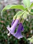 ACNISTUS AUSTRALIS. (MINI ANGELS TRUMPET}