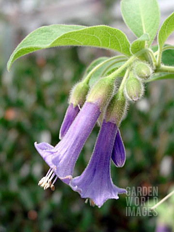 ACNISTUS_AUSTRALIS_MINI_ANGELS_TRUMPET