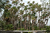 ACOELORRHAPHE WRIGHTII,  PAUROTIS PALM