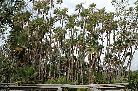 ACOELORRHAPHE_WRIGHTII__PAUROTIS_PALM