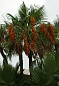 ACOELORRHAPHE WRIGHTII,  PAUROTIS PALM