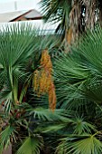 ACOELORRHAPHE WRIGHTII,  PAUROTIS PALM