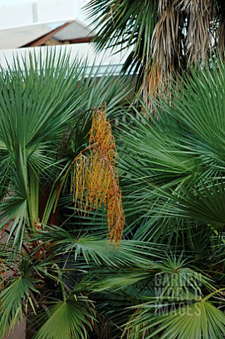 ACOELORRHAPHE_WRIGHTII__PAUROTIS_PALM