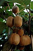 ACTINIDIA HAYWARD,  KIWI FRUIT