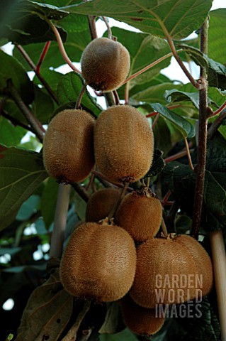 ACTINIDIA_HAYWARD__KIWI_FRUIT