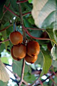 ACTINIDIA HAYWARD,  KIWI FRUIT