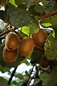 ACTINIDIA HAYWARD,  KIWI FRUIT