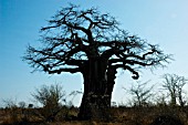 ADANSONIA DIGITATA BAOBAB TREE KRUGER NATIONAL PARK,  SOUTH AFRICA