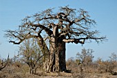 ADANSONIA DIGITATA BAOBAB TREE KRUGER NATIONAL PARK,  SOUTH AFRICA