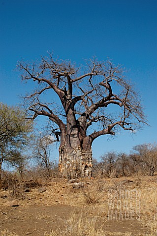 ADANSONIA_DIGITATA_BAOBAB_TREE_KRUGER_NATIONAL_PARK__SOUTH_AFRICA