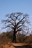 ADANSONIA DIGITATA BAOBAB TREE KRUGER NATIONAL PARK,  SOUTH AFRICA