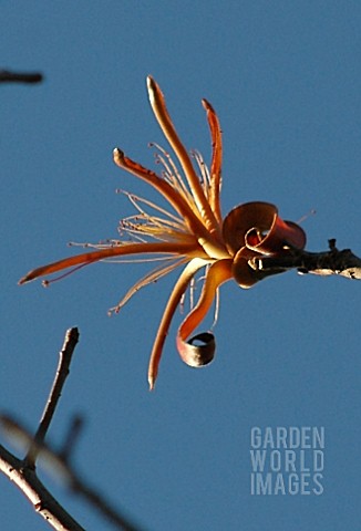 ADANSONIA_DIGITATA_BAOBAB_TREE_KRUGER_NATIONAL_PARK__SOUTH_AFRICA