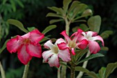 ADENIUM OBESUM,  DESERT ROSE