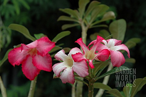 ADENIUM_OBESUM__DESERT_ROSE