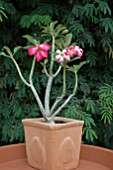 ADENIUM OBESUM,  DESERT ROSE