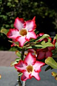 ADENIUM OBESUM,  DESERT ROSE