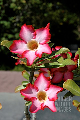 ADENIUM_OBESUM__DESERT_ROSE