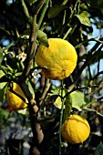 CITRUS AURANTIUM SUBSP. BERGAMIA, (BERGAMOT ORANGE)