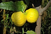 CITRUS AURANTIUM SUBSP. BERGAMIA, (BERGAMOT ORANGE)